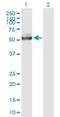 IQ Motif Containing B1 antibody, H00009657-B01P, Novus Biologicals, Western Blot image 