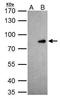 CDP antibody, PA5-30003, Invitrogen Antibodies, Immunoprecipitation image 