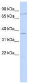 Zinc Finger Protein 264 antibody, TA343388, Origene, Western Blot image 