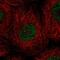 Calcium And Integrin Binding Family Member 2 antibody, PA5-57776, Invitrogen Antibodies, Immunofluorescence image 
