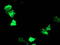 Adiponectin, C1Q And Collagen Domain Containing antibody, LS-C337559, Lifespan Biosciences, Immunofluorescence image 