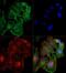 TANK Binding Kinase 1 antibody, GTX12116, GeneTex, Immunofluorescence image 