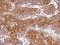 THO Complex 5 antibody, NBP2-20621, Novus Biologicals, Immunohistochemistry frozen image 