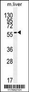 7-Dehydrocholesterol Reductase antibody, 55-855, ProSci, Western Blot image 