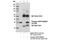 Dual Adaptor Of Phosphotyrosine And 3-Phosphoinositides 1 antibody, 13703S, Cell Signaling Technology, Immunoprecipitation image 