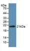 Midkine antibody, LS-C292482, Lifespan Biosciences, Western Blot image 