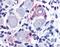 G Protein-Coupled Receptor 149 antibody, MBS395618, MyBioSource, Immunohistochemistry frozen image 