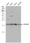 RNA Polymerase II Subunit D antibody, GTX124081, GeneTex, Western Blot image 