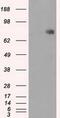 Cytochrome P450 Oxidoreductase antibody, GTX83858, GeneTex, Western Blot image 