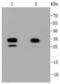 Cyclin Dependent Kinase 2 antibody, NBP2-67348, Novus Biologicals, Western Blot image 