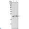 Apolipoprotein M antibody, LS-C812500, Lifespan Biosciences, Immunofluorescence image 