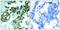 Ribosomal Protein S6 antibody, GTX50552, GeneTex, Immunohistochemistry paraffin image 