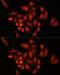 Signal Transducing Adaptor Molecule 2 antibody, GTX55808, GeneTex, Immunofluorescence image 