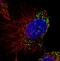 ATP-binding cassette sub-family D member 3 antibody, NBP2-36770, Novus Biologicals, Immunocytochemistry image 