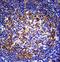 Paired Box 5 antibody, LS-C163390, Lifespan Biosciences, Immunohistochemistry paraffin image 