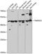 TMM25 antibody, 15-508, ProSci, Western Blot image 