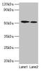 Ribosomal Protein S6 Kinase B2 antibody, CSB-PA02905A0Rb, Cusabio, Western Blot image 