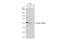 Tubulin antibody, GTX101279, GeneTex, Western Blot image 