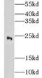 MRG-1 antibody, FNab01721, FineTest, Western Blot image 