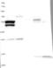 Family With Sequence Similarity 71 Member B antibody, NBP1-82720, Novus Biologicals, Western Blot image 