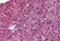 Interferon Induced With Helicase C Domain 1 antibody, MBS241888, MyBioSource, Immunohistochemistry frozen image 