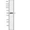 Prolyl 3-Hydroxylase Family Member 4 (Non-Enzymatic) antibody, abx216551, Abbexa, Western Blot image 