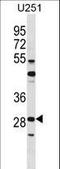 FOS Like 2, AP-1 Transcription Factor Subunit antibody, LS-C166209, Lifespan Biosciences, Western Blot image 