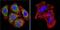 Nuclear Receptor Subfamily 3 Group C Member 1 antibody, PA1-516, Invitrogen Antibodies, Immunofluorescence image 