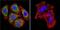 Nuclear Receptor Subfamily 3 Group C Member 1 antibody, PA1-516, Invitrogen Antibodies, Immunofluorescence image 