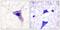 Synapsin I antibody, PA5-38336, Invitrogen Antibodies, Immunohistochemistry paraffin image 