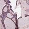 Deoxyribonuclease 2, Lysosomal antibody, NBP2-39068, Novus Biologicals, Immunohistochemistry paraffin image 