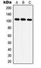 Isoleucyl-TRNA Synthetase 2, Mitochondrial antibody, MBS820773, MyBioSource, Western Blot image 