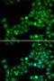 DNA Polymerase Kappa antibody, LS-B13397, Lifespan Biosciences, Immunofluorescence image 