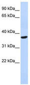 Speedy/RINGO Cell Cycle Regulator Family Member A antibody, TA333383, Origene, Western Blot image 