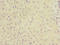 Kynureninase antibody, LS-C675976, Lifespan Biosciences, Immunohistochemistry paraffin image 