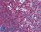 Nuclear Factor Kappa B Subunit 1 antibody, LS-B1668, Lifespan Biosciences, Immunohistochemistry paraffin image 