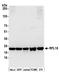 Ribosomal Protein L18 antibody, A305-340A, Bethyl Labs, Western Blot image 