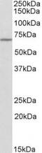 Thymocyte Selection Associated antibody, TA311603, Origene, Western Blot image 