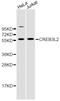 CAMP Responsive Element Binding Protein 3 Like 2 antibody, STJ110550, St John