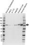 Transferrin antibody, VMA00578, Bio-Rad (formerly AbD Serotec) , Western Blot image 