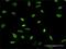 High Mobility Group AT-Hook 2 antibody, H00008091-M02, Novus Biologicals, Immunofluorescence image 