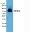 Nectin Cell Adhesion Molecule 2 antibody, MBS2026802, MyBioSource, Western Blot image 