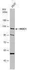Hexokinase Domain Containing 1 antibody, GTX111506, GeneTex, Western Blot image 