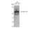 Cyclin A1 antibody, STJ92533, St John