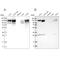 Cell Cycle And Apoptosis Regulator 2 antibody, PA5-54113, Invitrogen Antibodies, Western Blot image 
