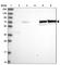 SAM And HD Domain Containing Deoxynucleoside Triphosphate Triphosphohydrolase 1 antibody, HPA047072, Atlas Antibodies, Western Blot image 