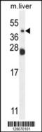 Neuraminidase 4 antibody, 55-157, ProSci, Western Blot image 