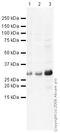 Tyrosine 3-Monooxygenase/Tryptophan 5-Monooxygenase Activation Protein Beta antibody, ab9063, Abcam, Western Blot image 