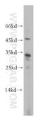 CCR4-NOT Transcription Complex Subunit 8 antibody, 10752-1-AP, Proteintech Group, Western Blot image 