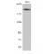 CREB Binding Protein antibody, LS-C382493, Lifespan Biosciences, Western Blot image 